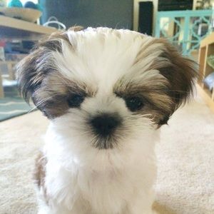 Meet your Posher, Robbie